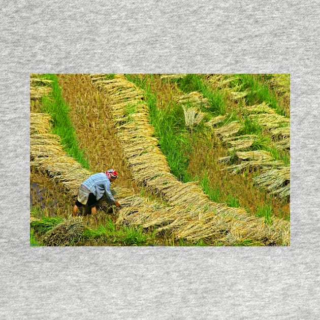 Rice Terrace5. by bulljup